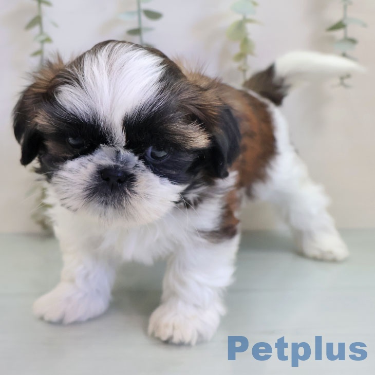 福岡県のシーズー (ペットプラス 八幡東店/2025年11月6日生まれ/女の子/ゴールドホワイト)の子犬の2枚目の画像