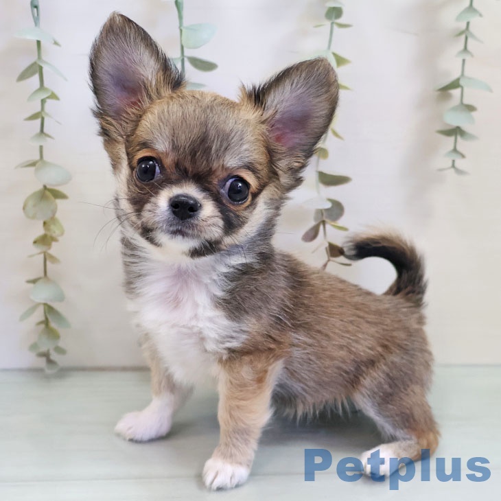 福岡県のチワワ(ロング) (ペットプラス 八幡東店/2025年10月31日生まれ/女の子/レッドホワイト)の子犬の2枚目の画像