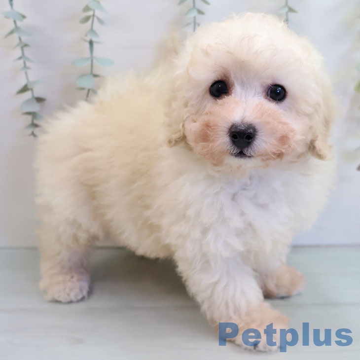 沖縄県のトイプードル(トイ) (ペットプラス 沖縄ライカム店/2025年11月4日生まれ/男の子/ホワイト)の子犬