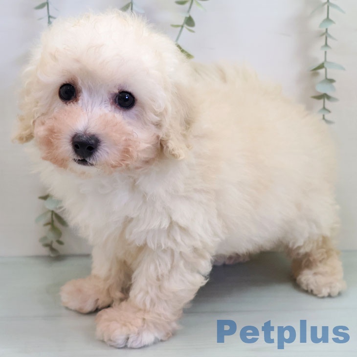 沖縄県のトイプードル(トイ) (ペットプラス 沖縄ライカム店/2025年11月4日生まれ/男の子/ホワイト)の子犬の2枚目の画像