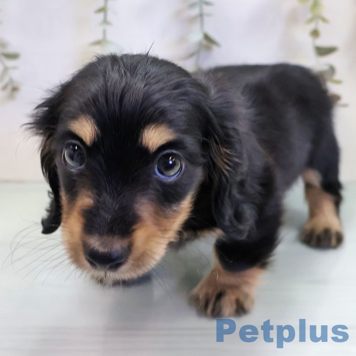 福岡県のミニチュアダックスフンド(ロング) (ペットプラス ららぽーと福岡店/2025年11月6日生まれ/男の子/ブラックタン)の子犬の2枚目の画像