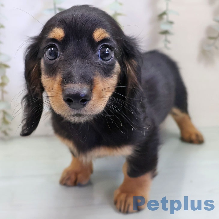 福岡県のミニチュアダックスフンド(ロング) (ペットプラス 小倉南店/2025年10月29日生まれ/女の子/ブラックタン)の子犬の1枚目の画像