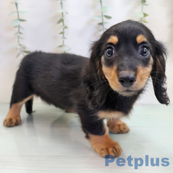 福岡県のミニチュアダックスフンド(ロング) (ペットプラス 小倉南店/2025年10月29日生まれ/女の子/ブラックタン)の子犬の2枚目の画像