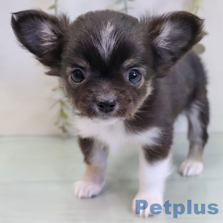 長崎県のチワワ(ロング) (ペットプラス 長崎店/2025年10月30日生まれ/女の子/ブラックタンホワイト)の子犬の1枚目の画像