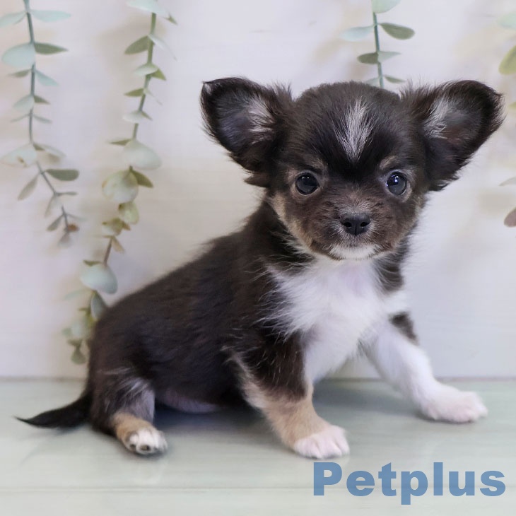 長崎県のチワワ(ロング) (ペットプラス 長崎店/2025年10月30日生まれ/女の子/ブラックタンホワイト)の子犬の2枚目の画像