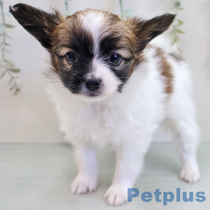 福岡県のパピヨン (ペットプラス 福岡店/2025年11月7日生まれ/女の子/ホワイトブラウン)の子犬の1枚目の画像