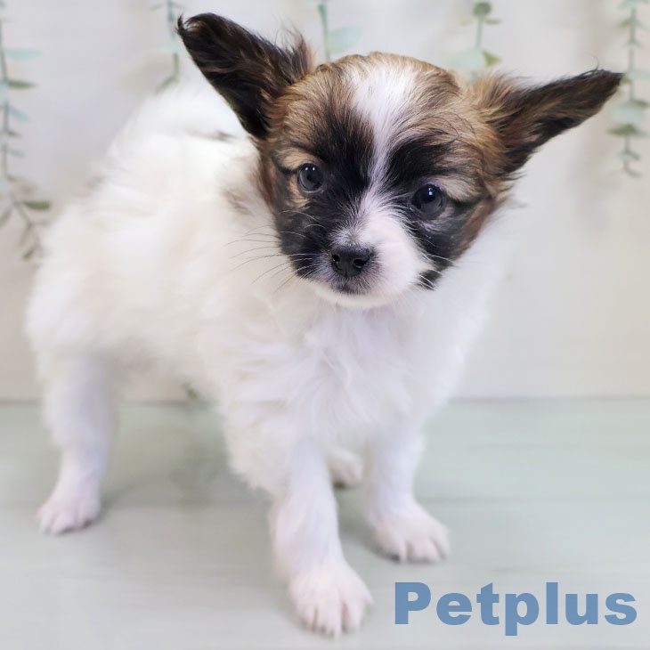 福岡県のパピヨン (ペットプラス 福岡店/2025年11月7日生まれ/女の子/ホワイトブラウン)の子犬の2枚目の画像