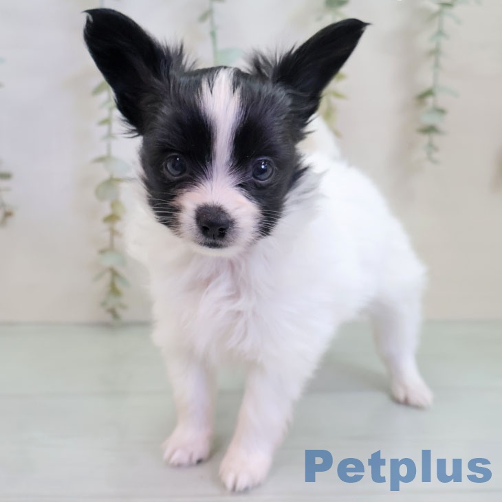 福岡県のパピヨン (ペットプラス 八幡東店/2025年11月7日生まれ/女の子/ホワイトブラック)の子犬