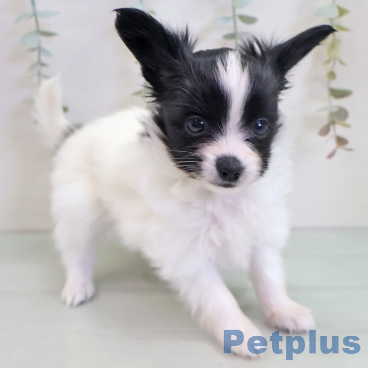 福岡県のパピヨン (ペットプラス 八幡東店/2025年11月7日生まれ/女の子/ホワイトブラック)の子犬の2枚目の画像