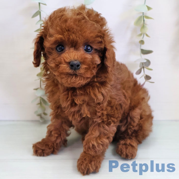 熊本県のトイプードル(トイ) (ペットプラス 熊本店/2025年11月6日生まれ/男の子/レッド)の子犬