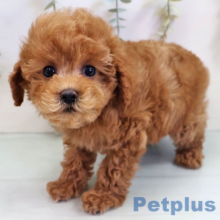 沖縄県のトイプードル(トイ) (ペットプラス 沖縄ライカム店/2025年11月6日生まれ/男の子/レッド)の子犬の1枚目の画像
