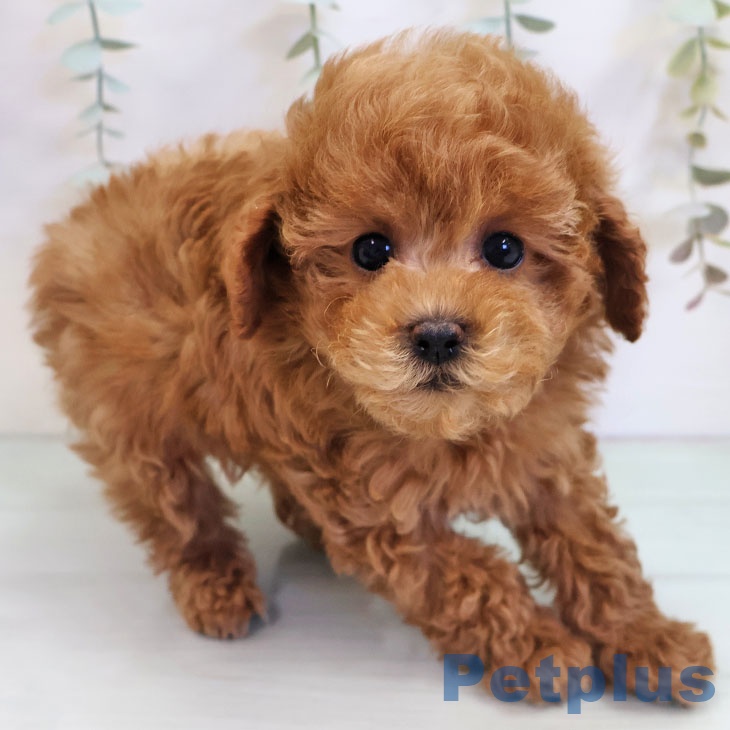 沖縄県のトイプードル(トイ) (ペットプラス 沖縄ライカム店/2025年11月6日生まれ/男の子/レッド)の子犬の2枚目の画像