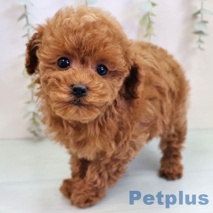 福岡県のトイプードル(トイ) (ペットプラス ららぽーと福岡店/2025年11月6日生まれ/女の子/レッド)の子犬