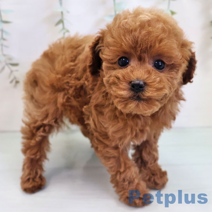 福岡県のトイプードル(トイ) (ペットプラス ららぽーと福岡店/2025年11月6日生まれ/女の子/レッド)の子犬の2枚目の画像