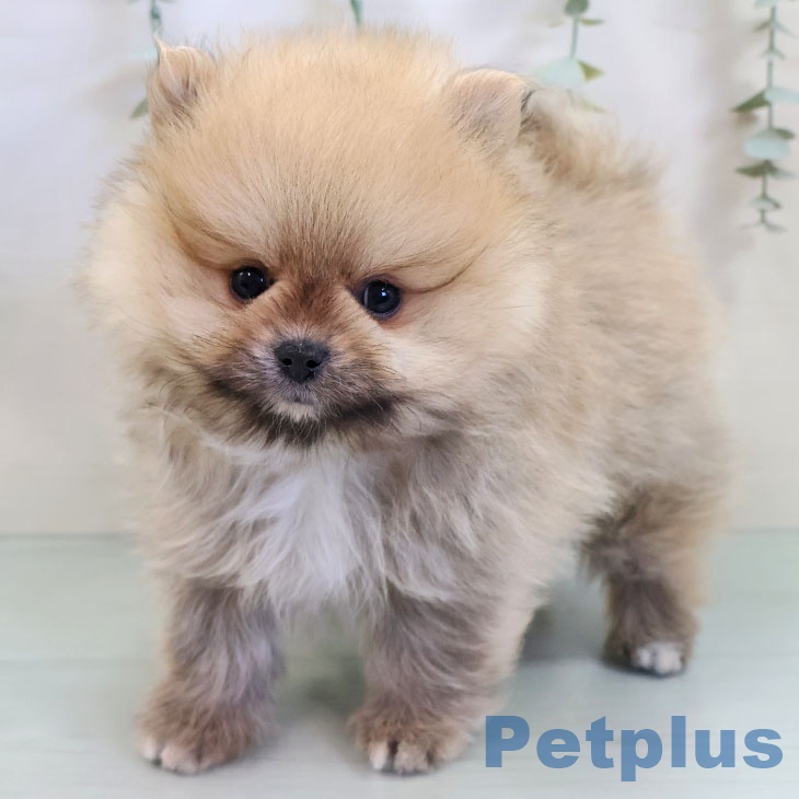 沖縄県のポメラニアン (ペットプラス 沖縄ライカム店/2025年11月7日生まれ/男の子/オレンジ)の子犬