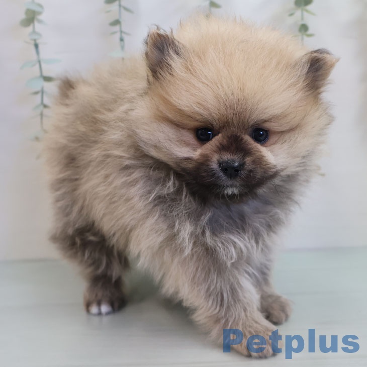 福岡県のポメラニアン (ペットプラス 香椎浜店/2025年11月7日生まれ/男の子/オレンジ)の子犬の1枚目の画像