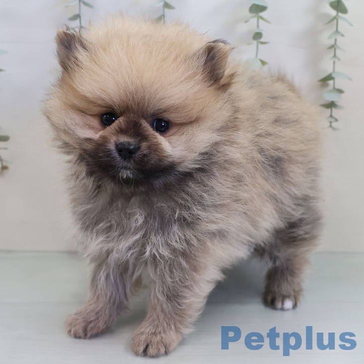 福岡県のポメラニアン (ペットプラス 香椎浜店/2025年11月7日生まれ/男の子/オレンジ)の子犬の2枚目の画像