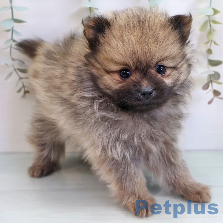 熊本県のポメラニアン (ペットプラス 熊本店/2025年11月7日生まれ/男の子/オレンジセーブル)の子犬の2枚目の画像