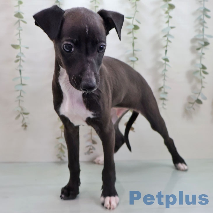 福岡県のイタリアングレーハウンド (ペットプラス ららぽーと福岡店/2025年11月5日生まれ/男の子/シールホワイト)の子犬の2枚目の画像