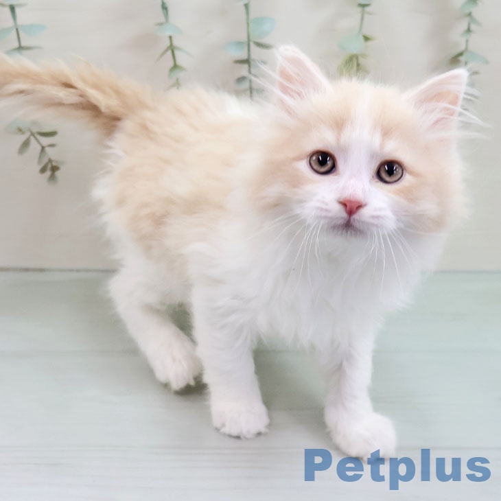 福岡県のラガマフィン (ペットプラス 香椎浜店/2025年11月4日生まれ/男の子/クリームタビーホワイト)の子猫の1枚目の画像