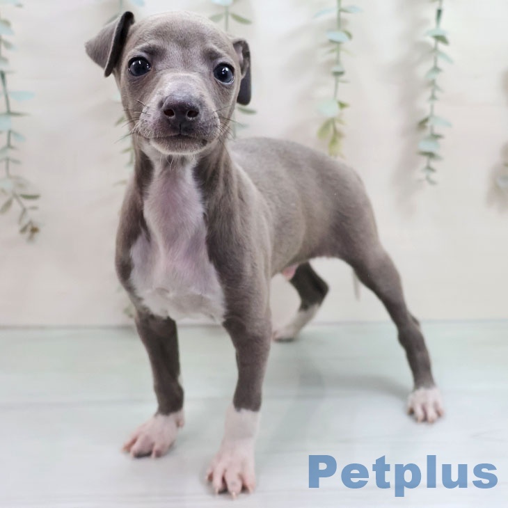 福岡県のイタリアングレーハウンド (ペットプラス 福岡店/2025年11月5日生まれ/男の子/ブルーホワイトマーキングス)の子犬