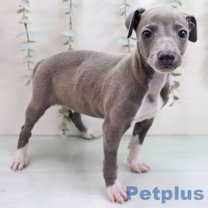 福岡県のイタリアングレーハウンド (ペットプラス 福岡店/2025年11月5日生まれ/男の子/ブルーホワイトマーキングス)の子犬の2枚目の画像