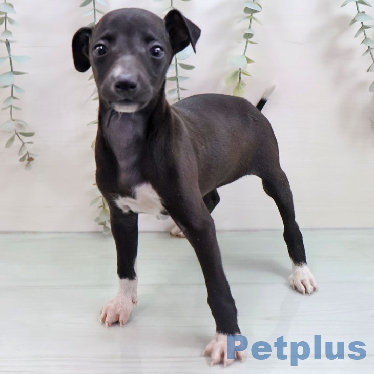 福岡県のイタリアングレーハウンド (ペットプラス 八幡東店/2025年11月5日生まれ/女の子/シールホワイトマーキング)の子犬