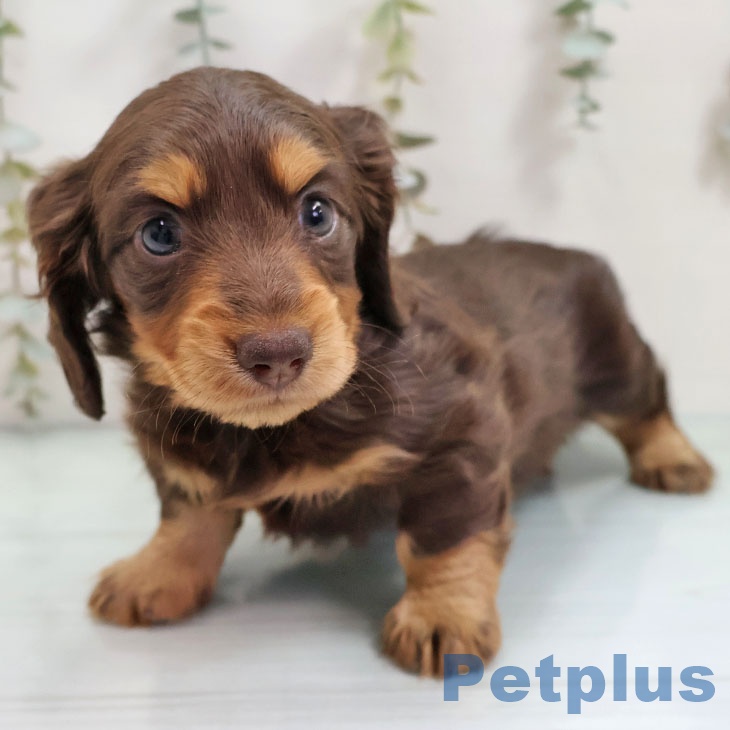 鹿児島県のカニンヘンダックスフンド(ロング) (ペットプラス 姶良店/2025年11月7日生まれ/女の子/チョコレートタン)の子犬の1枚目の画像