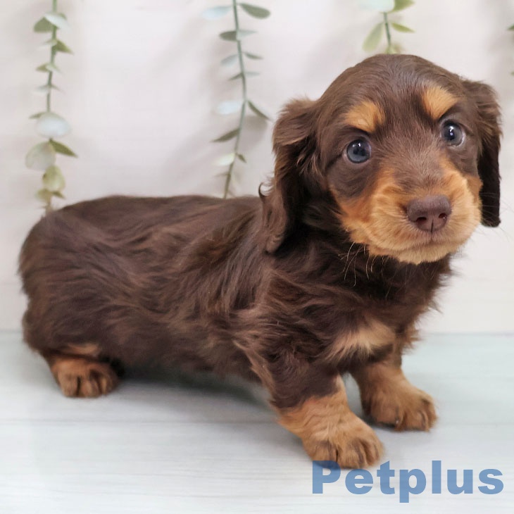 鹿児島県のカニンヘンダックスフンド(ロング) (ペットプラス 姶良店/2025年11月7日生まれ/女の子/チョコレートタン)の子犬の2枚目の画像