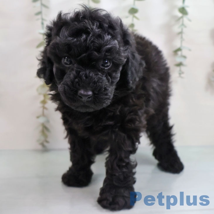 宮崎県のトイプードル(トイ) (ペットプラス 宮崎店/2025年11月7日生まれ/男の子/ブラック)の子犬の1枚目の画像