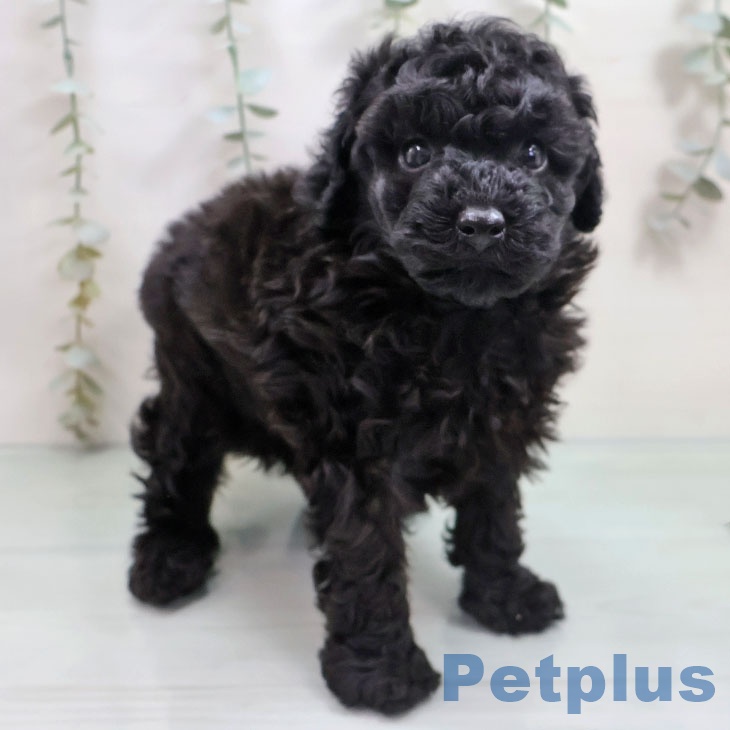 宮崎県のトイプードル(トイ) (ペットプラス 宮崎店/2025年11月7日生まれ/男の子/ブラック)の子犬の2枚目の画像