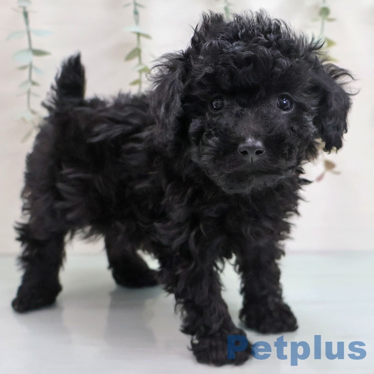 福岡県のトイプードル(トイ) (ペットプラス MARK IS 福岡ももち店/2025年11月7日生まれ/男の子/ブラック)の子犬の1枚目の画像