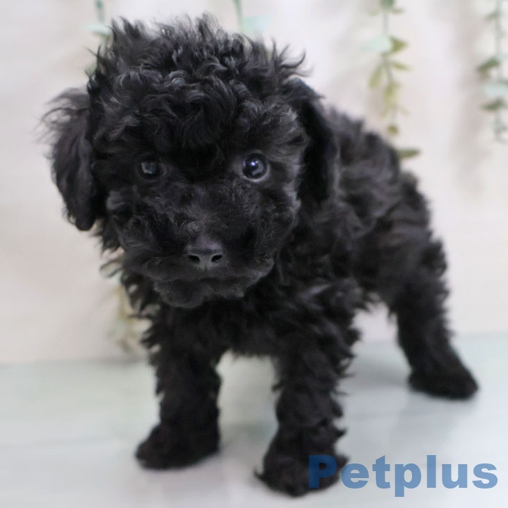 福岡県のトイプードル(トイ) (ペットプラス MARK IS 福岡ももち店/2025年11月7日生まれ/男の子/ブラック)の子犬の2枚目の画像