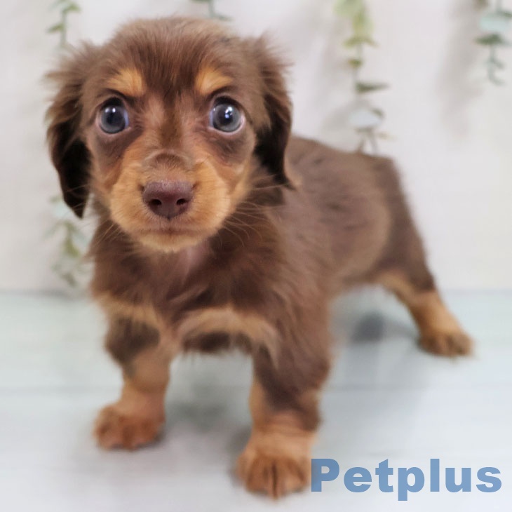 福岡県のカニンヘンダックスフンド(ロング) (ペットプラス MARK IS 福岡ももち店/2025年11月4日生まれ/女の子/チョコレートタン)の子犬の1枚目の画像