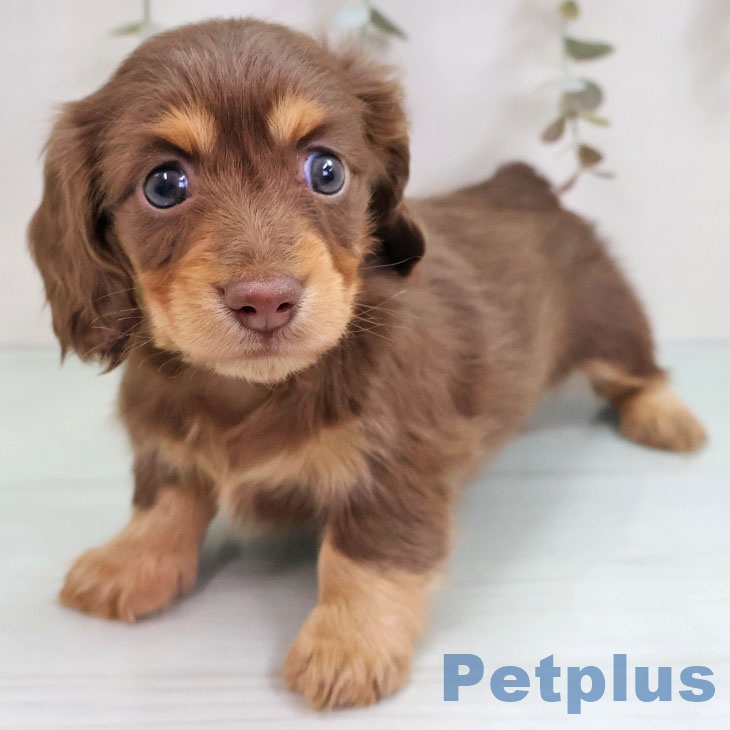 熊本県のカニンヘンダックスフンド(ロング) (ペットプラス 熊本店/2025年11月7日生まれ/女の子/チョコレートタン)の子犬