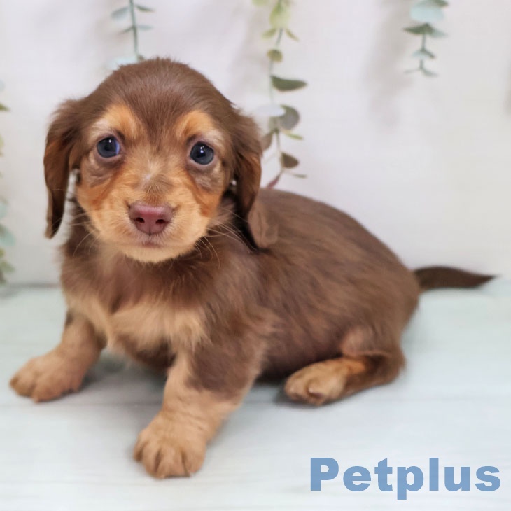 福岡県のカニンヘンダックスフンド(ロング) (ペットプラス 香椎浜店/2025年11月7日生まれ/女の子/チョコレートタン)の子犬の1枚目の画像