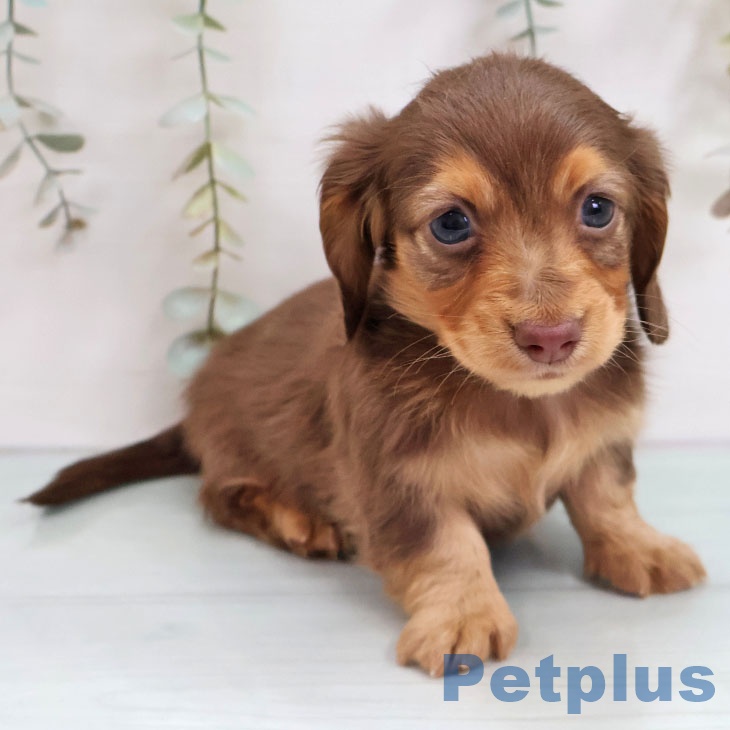 福岡県のカニンヘンダックスフンド(ロング) (ペットプラス 香椎浜店/2025年11月7日生まれ/女の子/チョコレートタン)の子犬の2枚目の画像