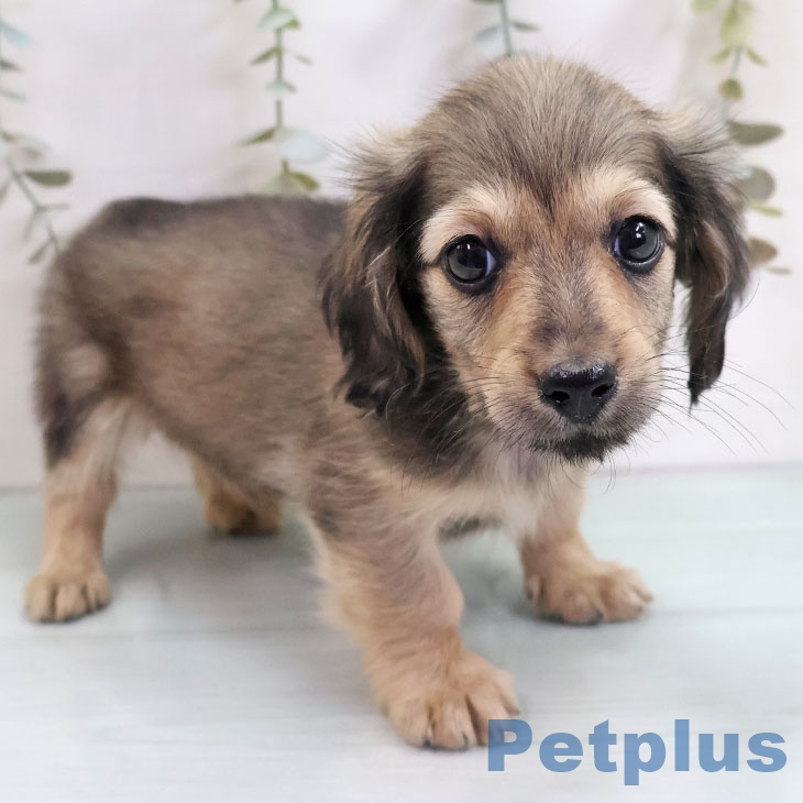 福岡県のカニンヘンダックスフンド(ロング) (ペットプラス 八幡東店/2025年11月6日生まれ/男の子/シェーデットイエロー)の子犬の1枚目の画像