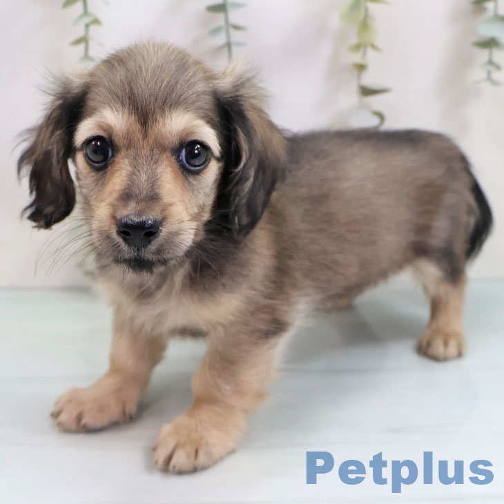 福岡県のカニンヘンダックスフンド(ロング) (ペットプラス 八幡東店/2025年11月6日生まれ/男の子/シェーデットイエロー)の子犬の2枚目の画像