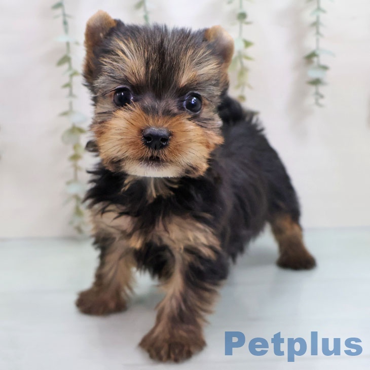 福岡県のヨークシャーテリア (ペットプラス 福岡店/2025年11月7日生まれ/女の子/スチールブルータン)の子犬