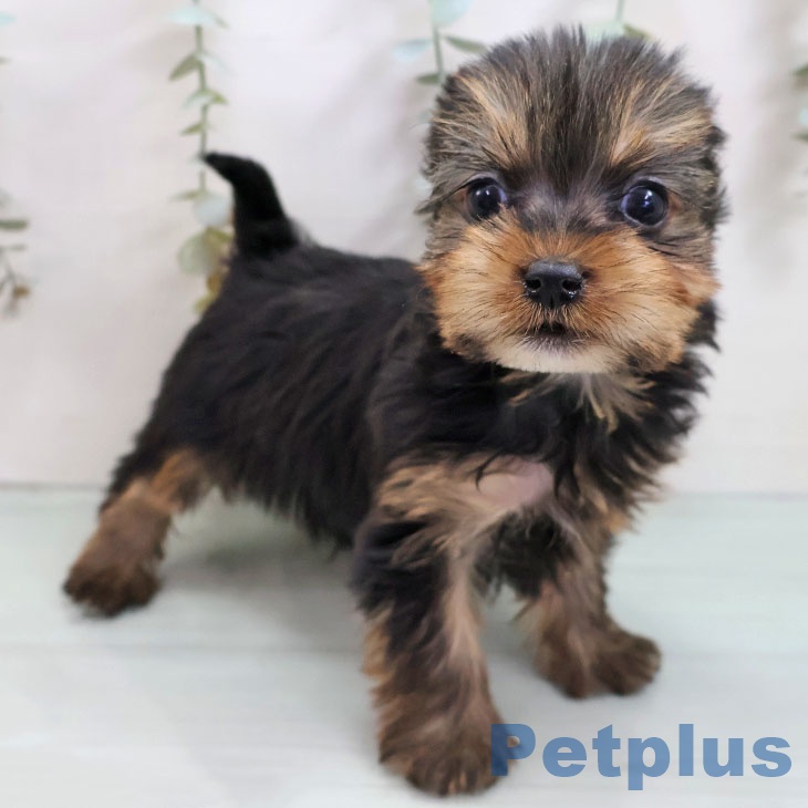 福岡県のヨークシャーテリア (ペットプラス 福岡店/2025年11月7日生まれ/女の子/スチールブルータン)の子犬の2枚目の画像