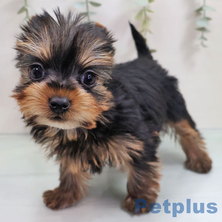 福岡県のヨークシャーテリア (ペットプラス MARK IS 福岡ももち店/2025年11月7日生まれ/女の子/スチールブルータン)の子犬の1枚目の画像