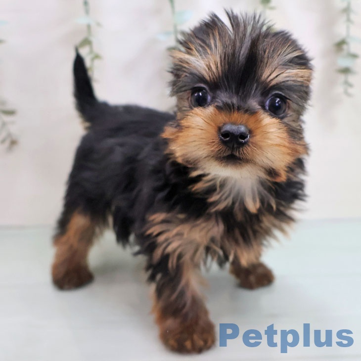 福岡県のヨークシャーテリア (ペットプラス MARK IS 福岡ももち店/2025年11月7日生まれ/女の子/スチールブルータン)の子犬の2枚目の画像