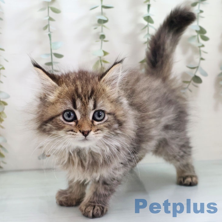 宮崎県のラガマフィン (ペットプラス 宮崎店/2025年10月23日生まれ/男の子/ブラウンタビー)の子猫の1枚目の画像