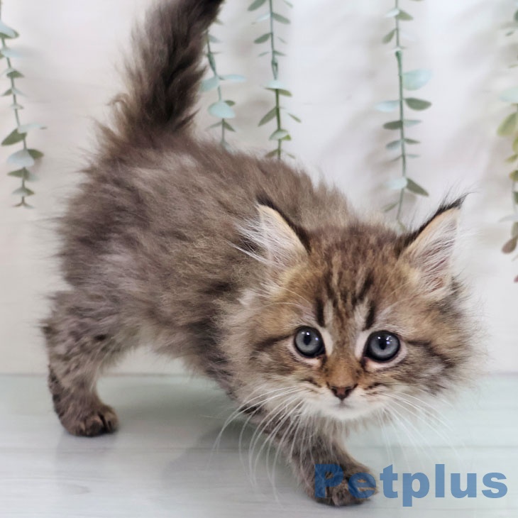 宮崎県のラガマフィン (ペットプラス 宮崎店/2025年10月23日生まれ/男の子/ブラウンタビー)の子猫の2枚目の画像