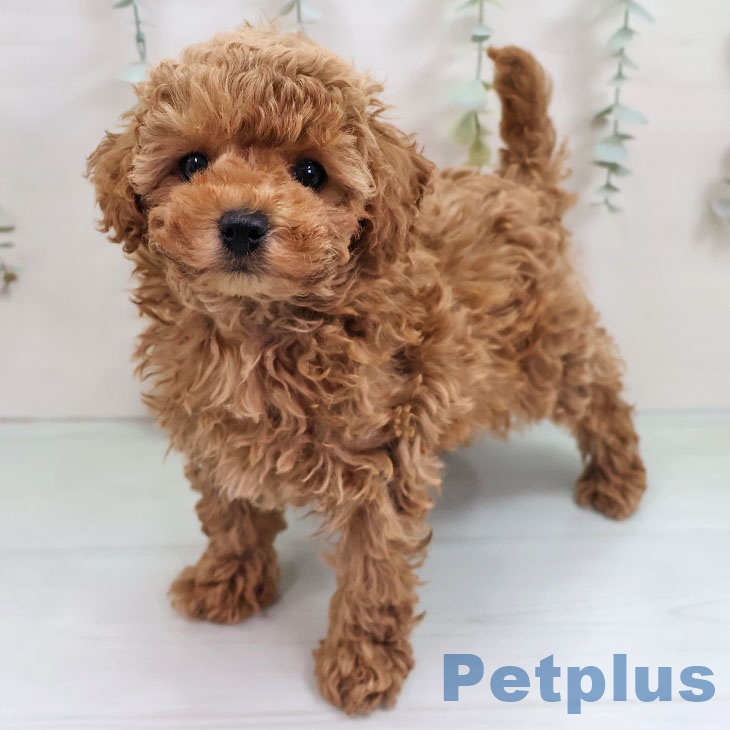 福岡県のトイプードル(トイ) (ペットプラス ららぽーと福岡店/2025年11月7日生まれ/女の子/レッド)の子犬