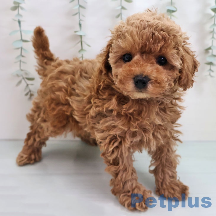 福岡県のトイプードル(トイ) (ペットプラス ららぽーと福岡店/2025年11月7日生まれ/女の子/レッド)の子犬の2枚目の画像