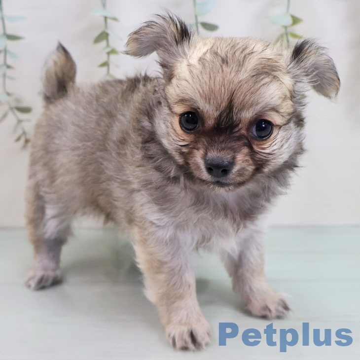 福岡県のチワワ(ロング) (ペットプラス ららぽーと福岡店/2025年11月7日生まれ/女の子/フォーン)の子犬の1枚目の画像