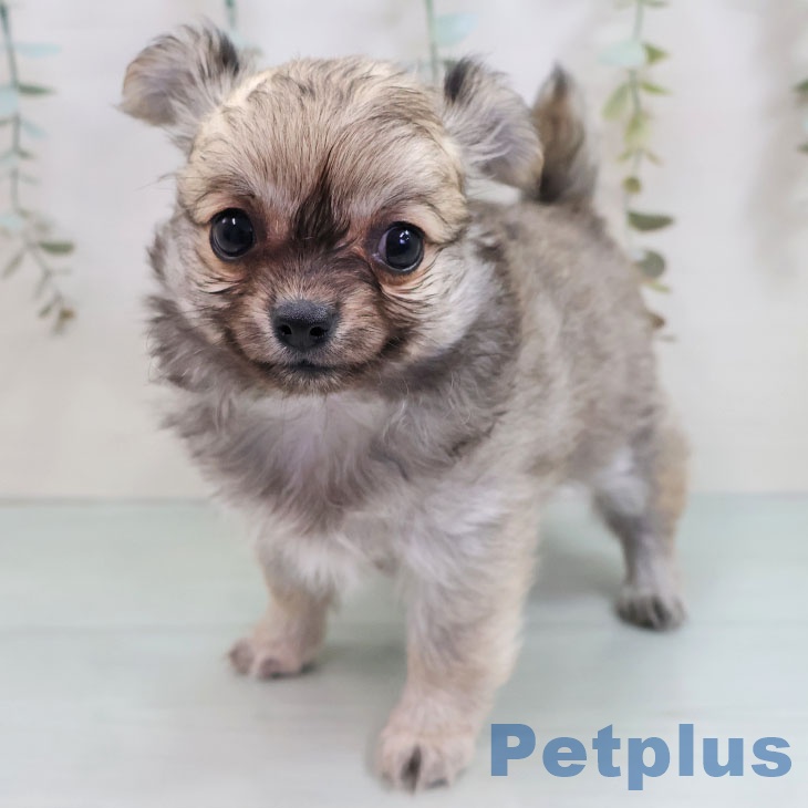 福岡県のチワワ(ロング) (ペットプラス ららぽーと福岡店/2025年11月7日生まれ/女の子/フォーン)の子犬の2枚目の画像