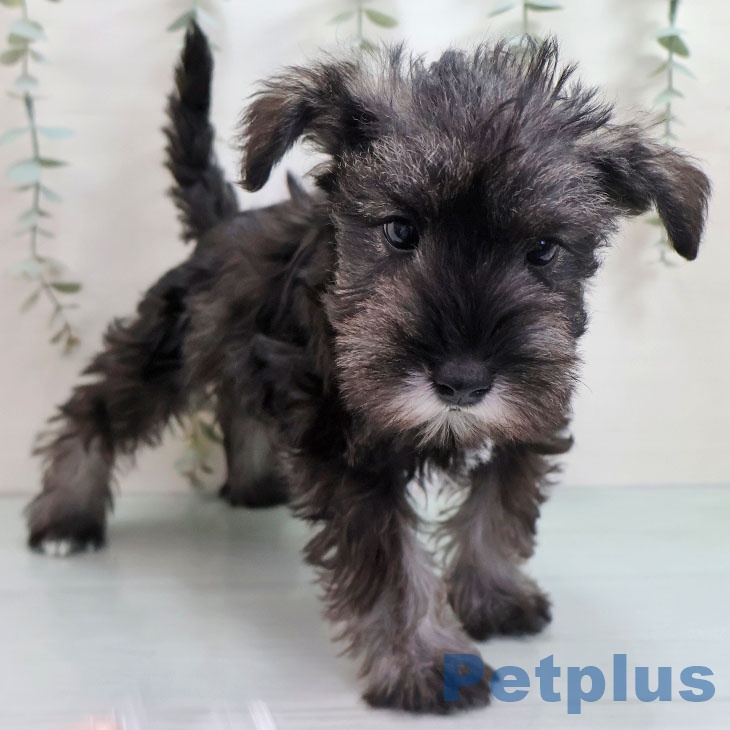福岡県のミニチュアシュナウザー (ペットプラス 福岡伊都店/2025年11月5日生まれ/男の子/ソルトペッパー)の子犬の2枚目の画像